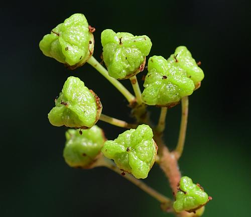 Ceanothus_americanus_fruits2.jpg