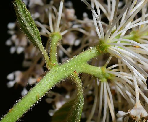 Ceanothus_americanus_inflorescence.jpg