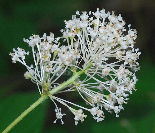 Ceanothus_americanus_inflorescence2.jpg