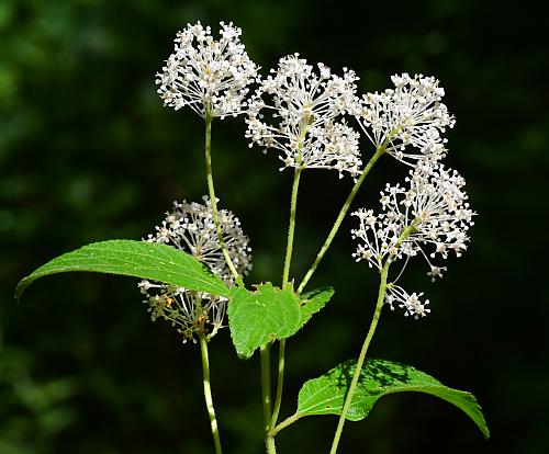 Ceanothus_americanus_inflorescences.jpg