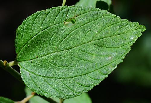 Ceanothus_americanus_leaf1.jpg