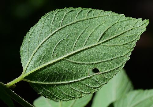 Ceanothus_americanus_leaf2.jpg