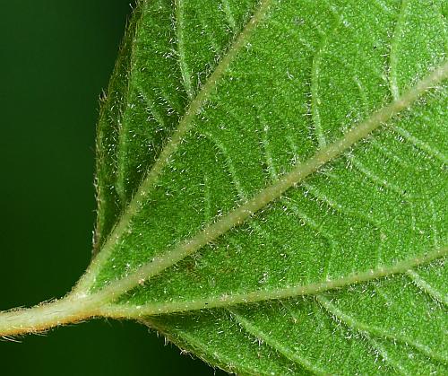 Ceanothus_americanus_leaf2a.jpg