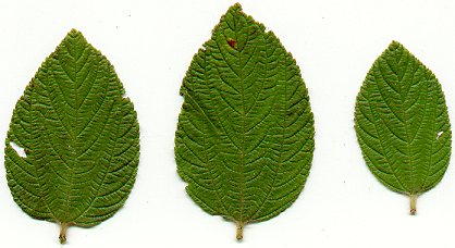 Ceanothus_americanus_leaves.jpg