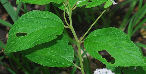 Ceanothus_americanus_leaves2.jpg