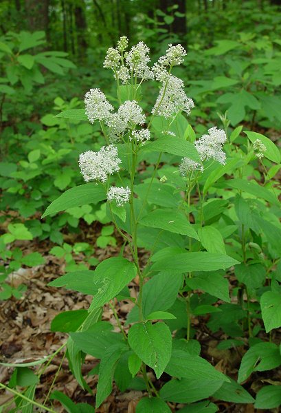 Ceanothus_americanus_plant.jpg