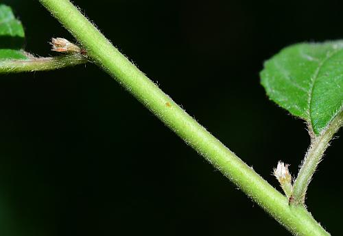 Ceanothus_americanus_stem.jpg