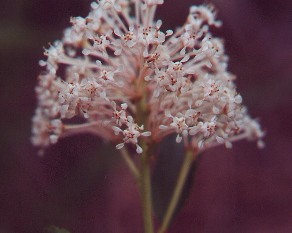Ceanothus_herbaceus_flowers.jpg
