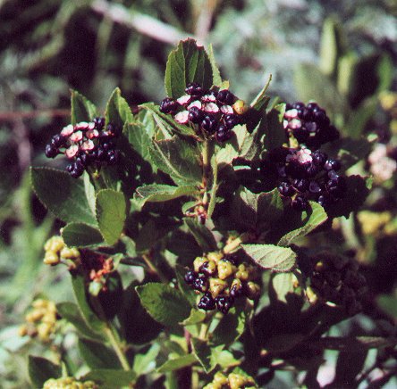 Ceanothus_herbaceus_fruits.jpg