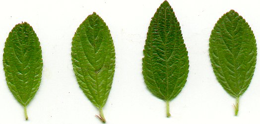 Ceanothus_herbaceus_leaves.jpg