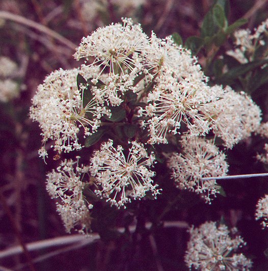 Ceanothus_herbaceus_plant.jpg