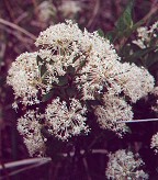 Ceanothus herbaceus thumbnail