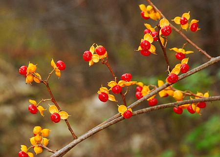 Celastrus_orbiculatus_fruits.jpg