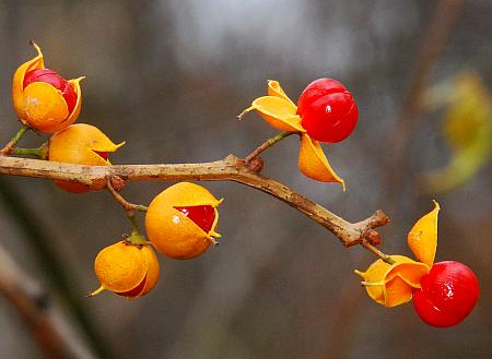 Celastrus_orbiculatus_fruits2.jpg