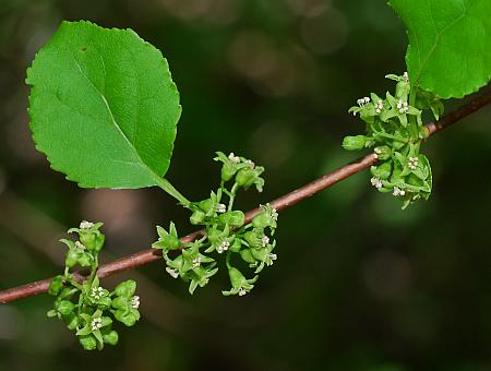 Celastrus_orbiculatus_inflorescence.jpg