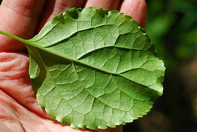 Celastrus_orbiculatus_leaf.jpg