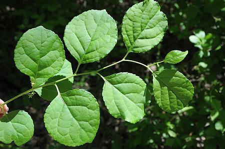 Celastrus_orbiculatus_leaves.jpg