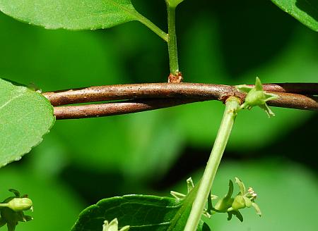 Celastrus_orbiculatus_stem.jpg