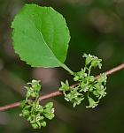 Celastrus orbiculatus thumbnail