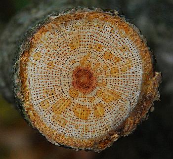 Celastrus_orbiculatus_twig.jpg