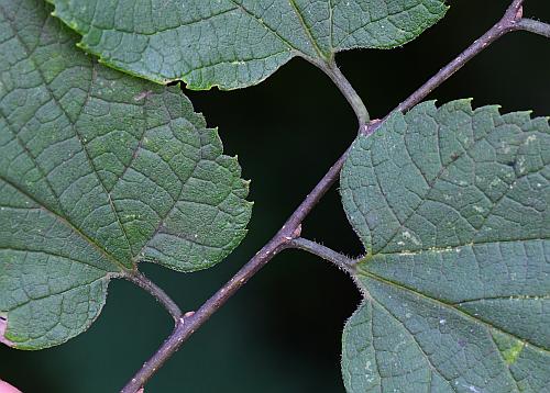 Celtis_occidentalis_bases.jpg