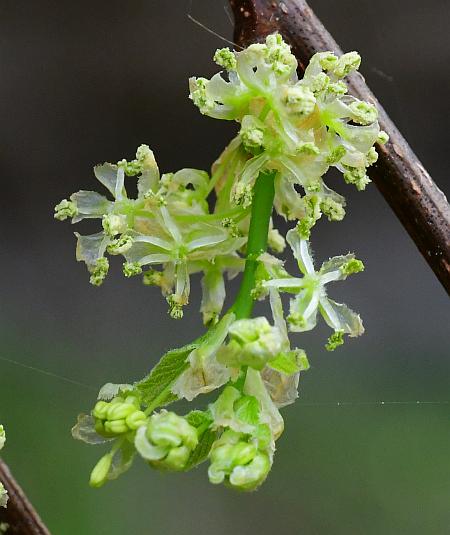 Celtis_occidentalis_flowers1.jpg