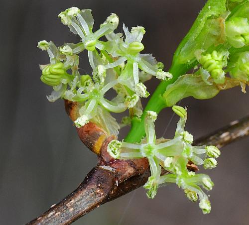 Celtis_occidentalis_flowers2.jpg