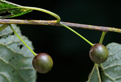 Celtis_occidentalis_fruits1.jpg