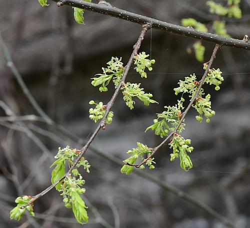 Celtis_occidentalis_inflorescence.jpg