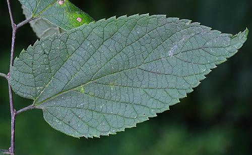 Celtis_occidentalis_leaf1.jpg