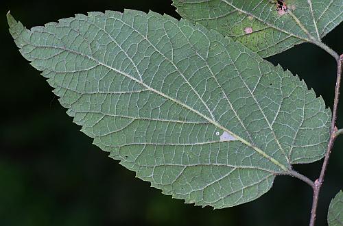 Celtis_occidentalis_leaf2.jpg