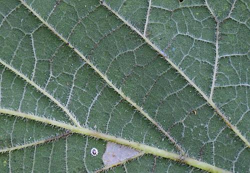 Celtis_occidentalis_leaf2a.jpg