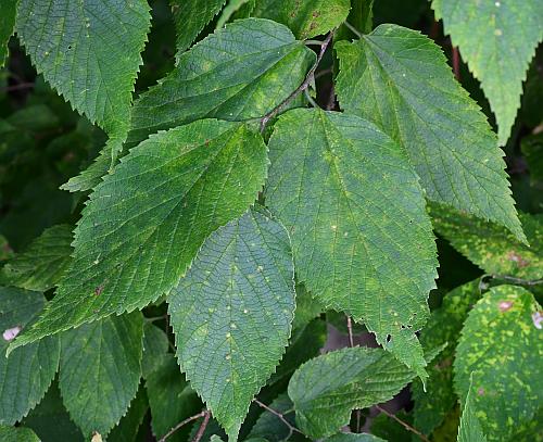 Celtis_occidentalis_leaves1.jpg