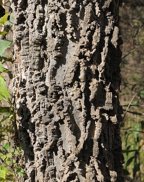 Celtis_occidentalis_plant.jpg