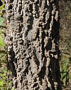 Celtis occidentalis thumbnail