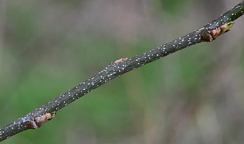 Celtis_occidentalis_twig.jpg