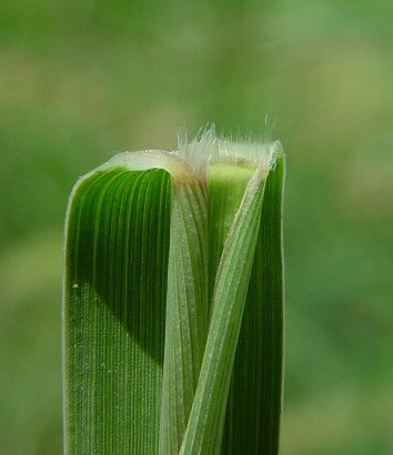 Cenchrus_longispinus_ligule.jpg