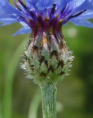 Centaurea_cyanus_involucre.jpg