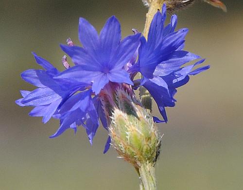 Centaurea_cyanus_involucre2.jpg