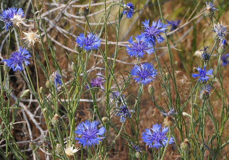 Centaurea_cyanus_plant.jpg