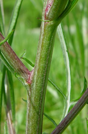 Centaurea_cyanus_stem.jpg