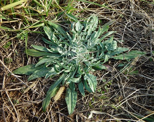 Centaurea_stoebe_basals.jpg