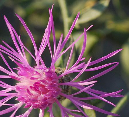 Centaurea_stoebe_florets.jpg