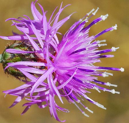 Centaurea_stoebe_florets2.jpg