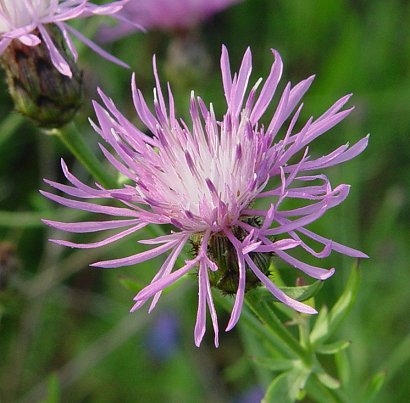 Centaurea_stoebe_flower.jpg