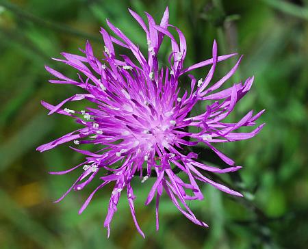 Centaurea_stoebe_head.jpg