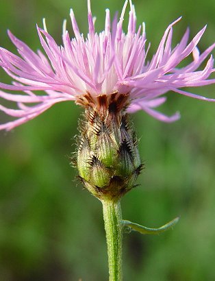 Centaurea_stoebe_involucre.jpg