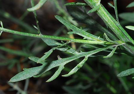 Centaurea_stoebe_leaf1.jpg