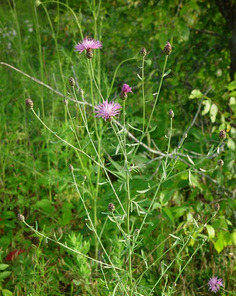 Centaurea_stoebe_plant.jpg