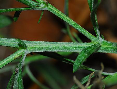 Centaurea_stoebe_stem2.jpg